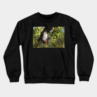 African Fish Eagle, Chobe River, Botswana Crewneck Sweatshirt